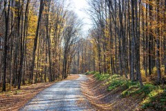 Peisajul din padure cu ale sale culori de toamna