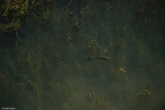 Pesti vazuti de la balconul pensiunii