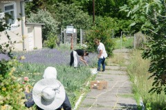Maicutele manastirii la cules de lavanda