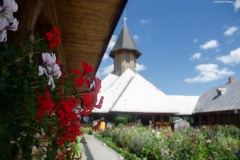 flori la manastire