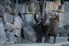 Un elefant care se scarpina