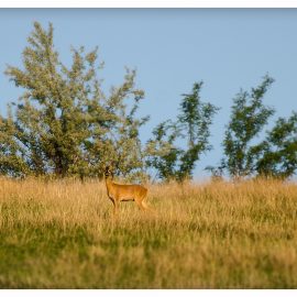 Natura salbatica la 3km de Vaslui! Vulpi si caprioare. (Video)