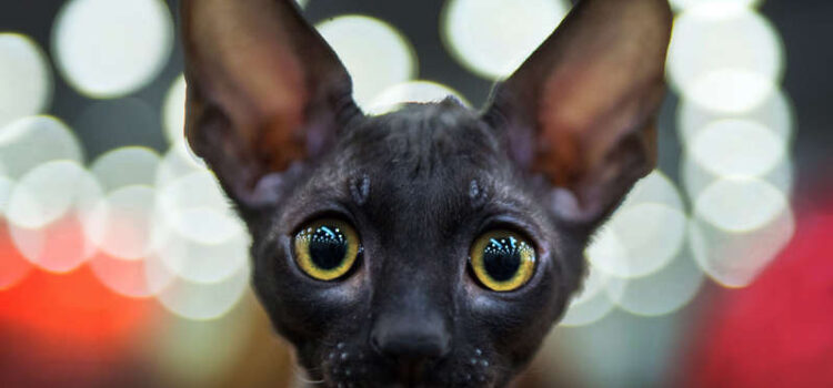 Pisicile rusesti cu pedigree au fost interzise la competitiile internationale!