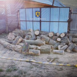 Doi barbati din comuna Hoceni au fost retinuti de politie pentru „TĂIERE FĂRĂ DREPT ȘI FURT DE MATERIAL LEMNOS”!