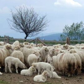 Barbat in varsta de 37 de ani din comuna Banca, retinut de politisti dupa ce acesta ar fi ucis cu intentie o ovina